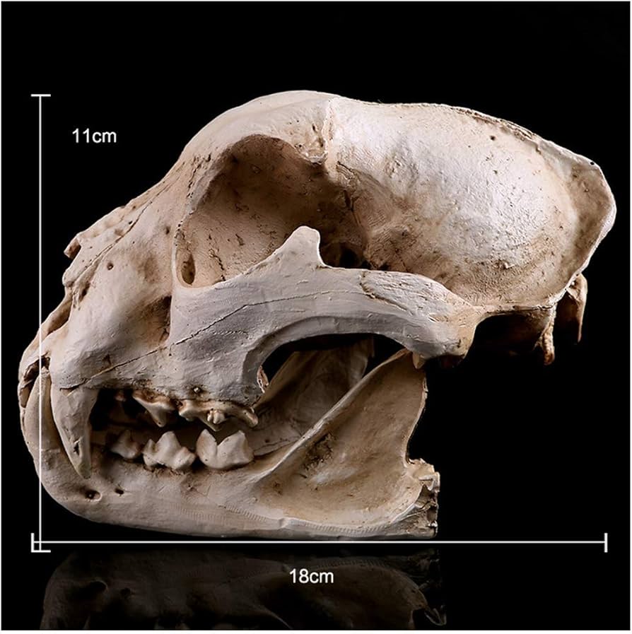 Amazon.co.jp: コヨーテ犬の頭蓋骨モデル樹脂オオカミの頭蓋骨レプリカ Amazon.co.jp: コヨーテ犬の頭蓋骨モデル樹脂オオカミの頭蓋骨レプリカ